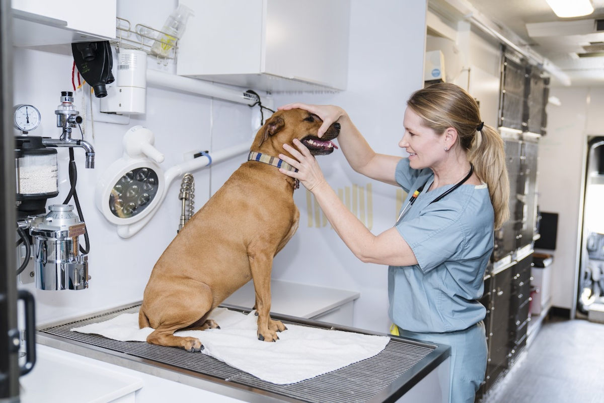 The pet care industry: A booming field with an exciting future - Vetster