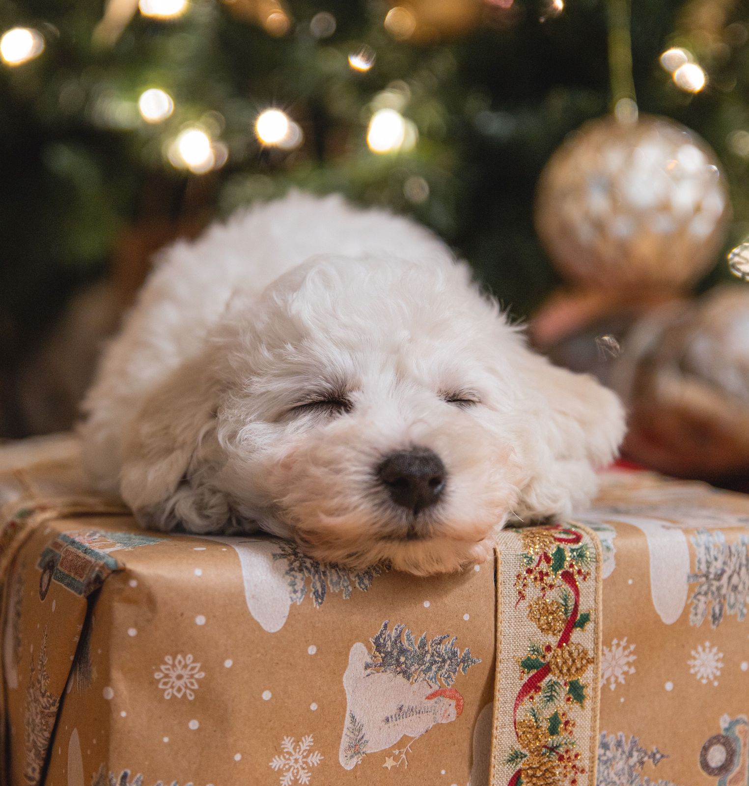 Gifting a Puppy for Christmas: Things to Consider