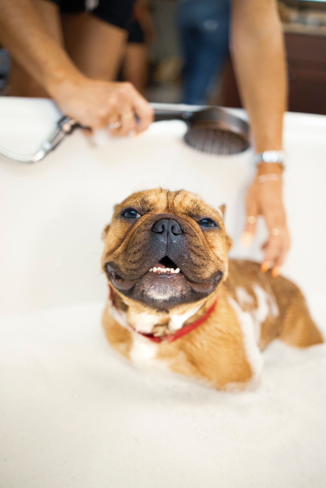 How often should you bathe your dog or cat? - Vetster