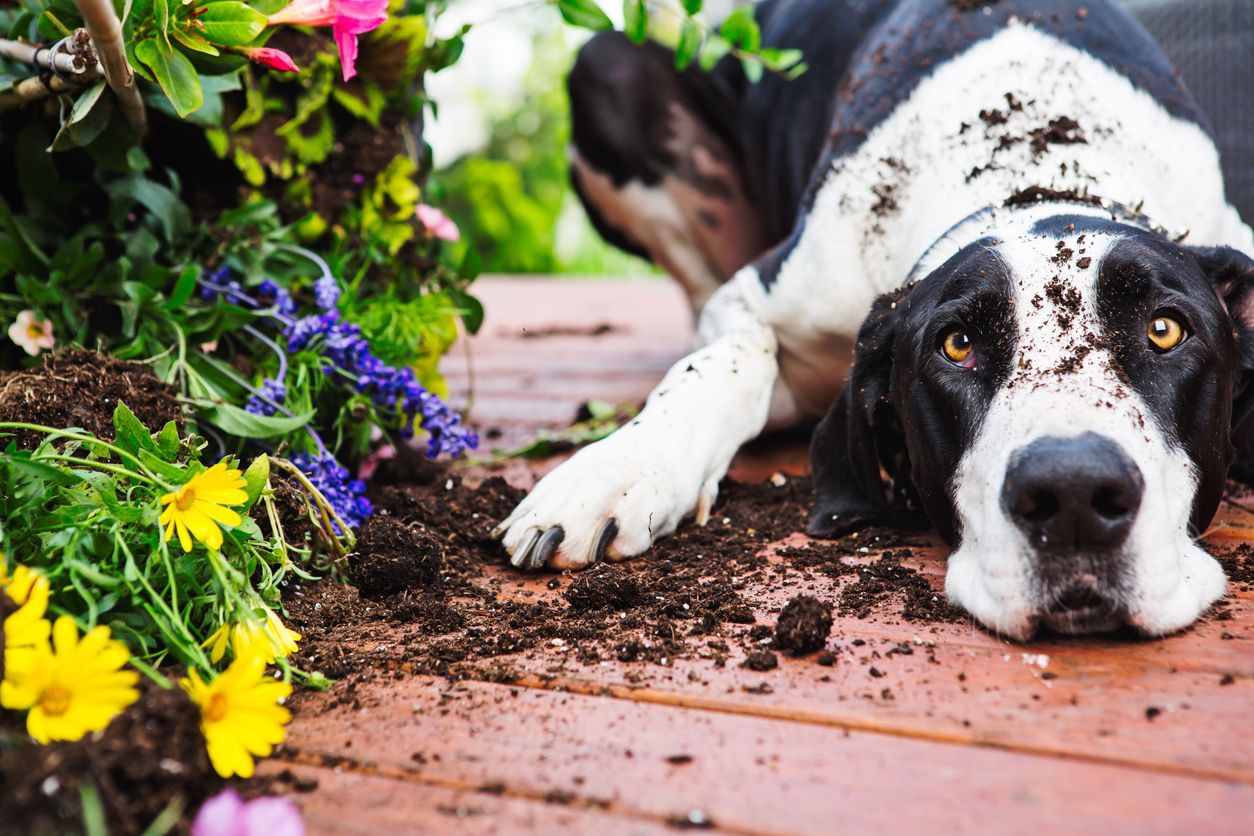 Why dogs dig and when it’s a sign of anxiety - An anxious dog digs in a garden