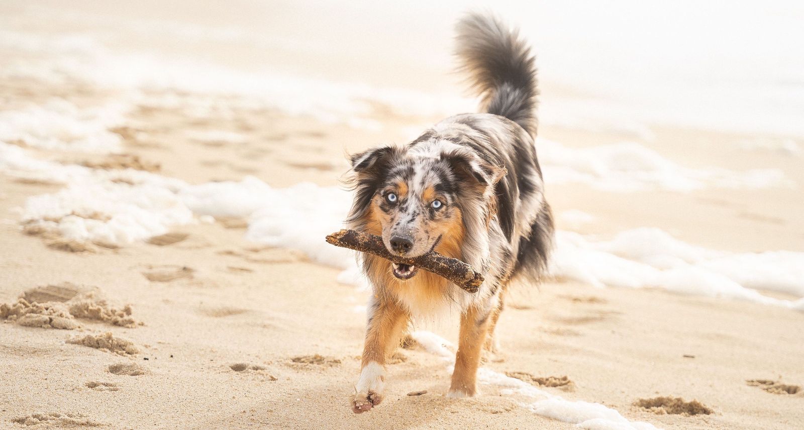 6 tips for taking your dog on summer vacation - Vetster