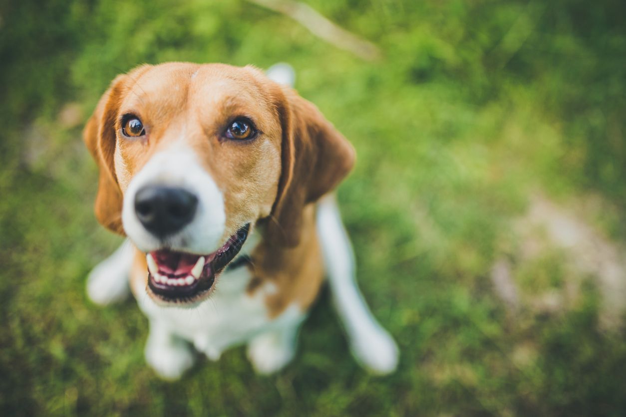 Top reasons to spay or neuter your dog - beagle looking up at you