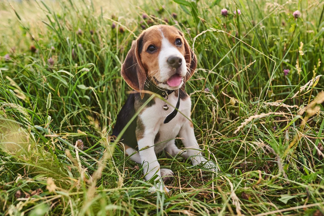 Lyme disease, prevention, and treatment in dogs - a beagle sitting in tall grass