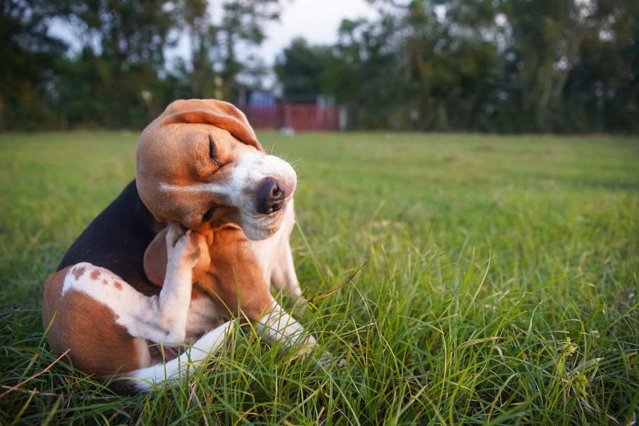 What to do if your dog has ringworm - A beagle puppy scratching itself while sitting in grass