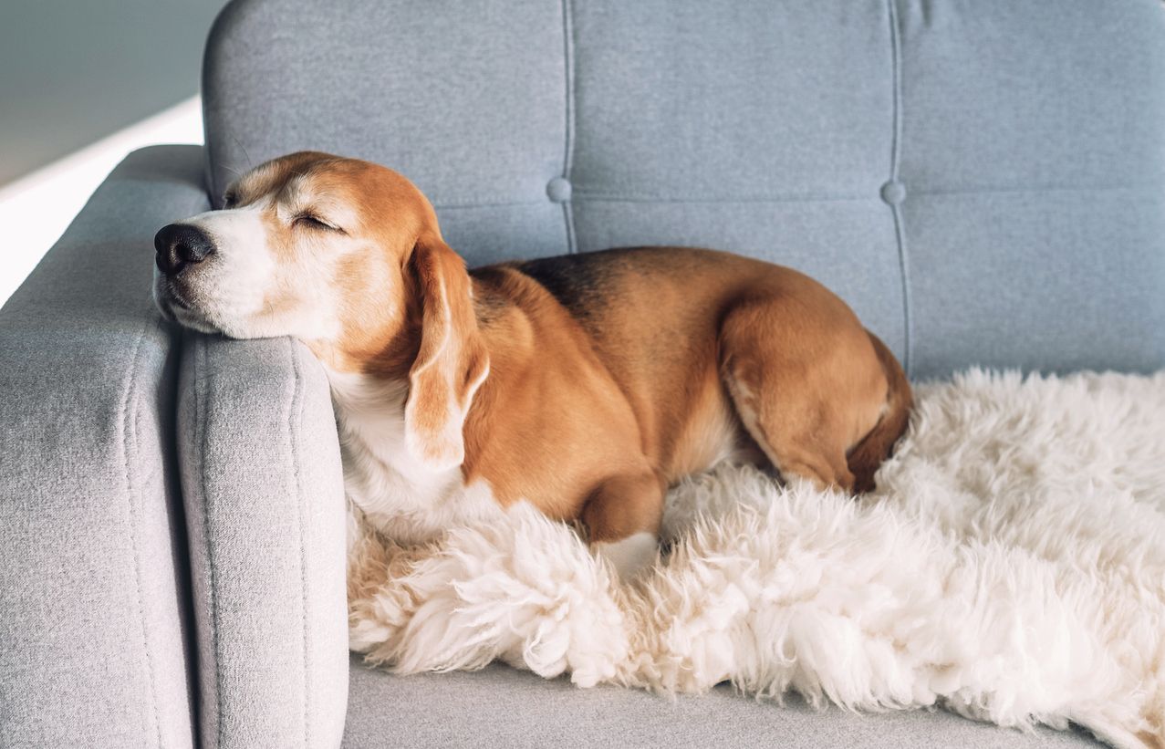 Do dogs dream? What science tells us - A beagle sleeping on a couch