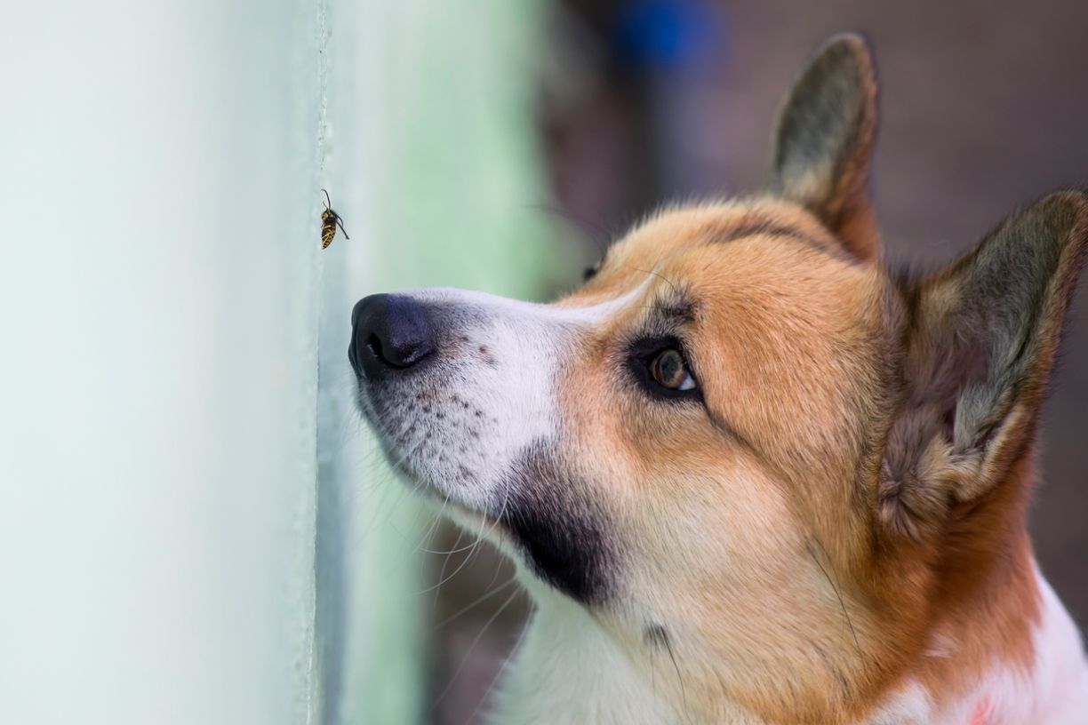 What do I do if my dog gets a bee sting or insect bite?  - a dog looking at a bee on a wall