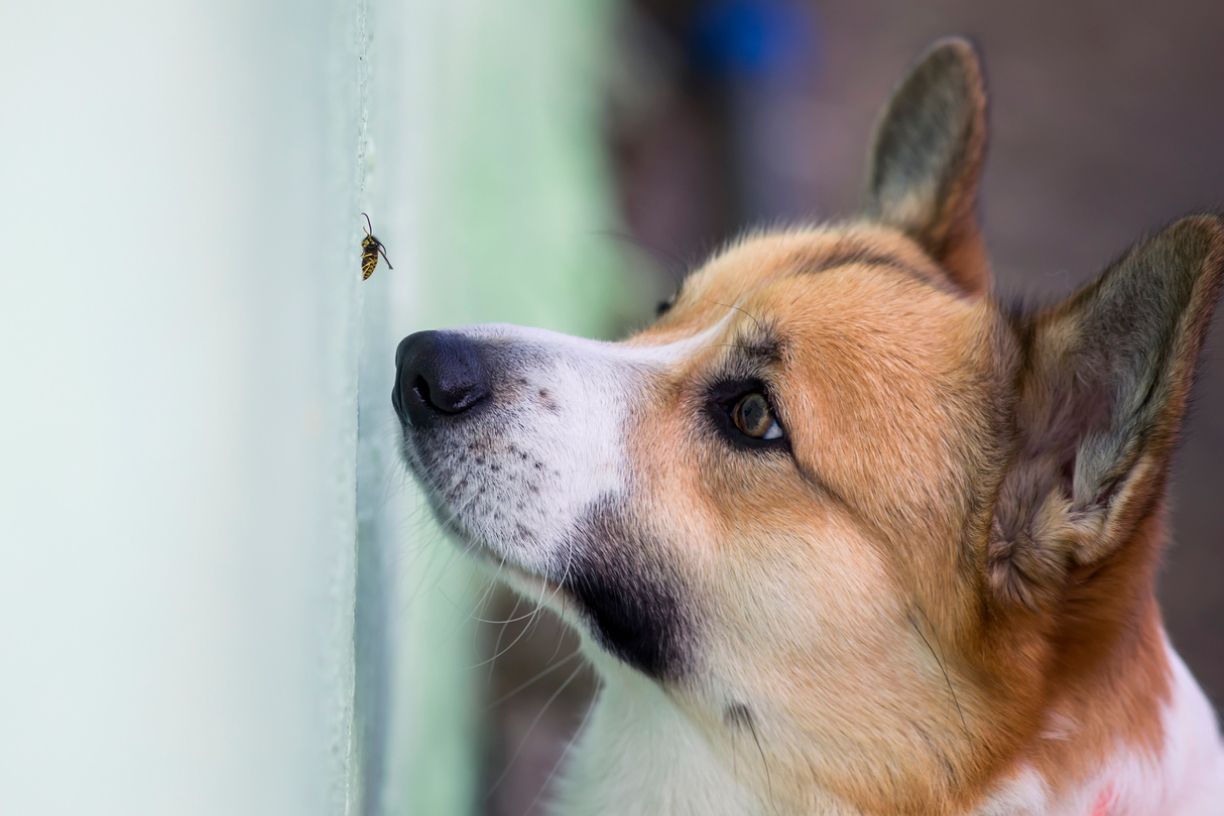 spider bite on dog