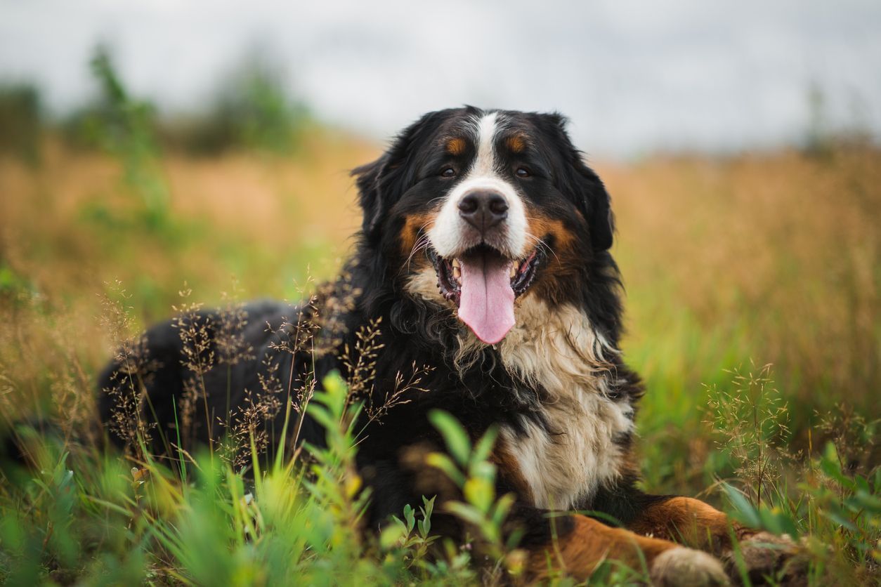 How to protect your dog from heartworm disease - dog laying in field