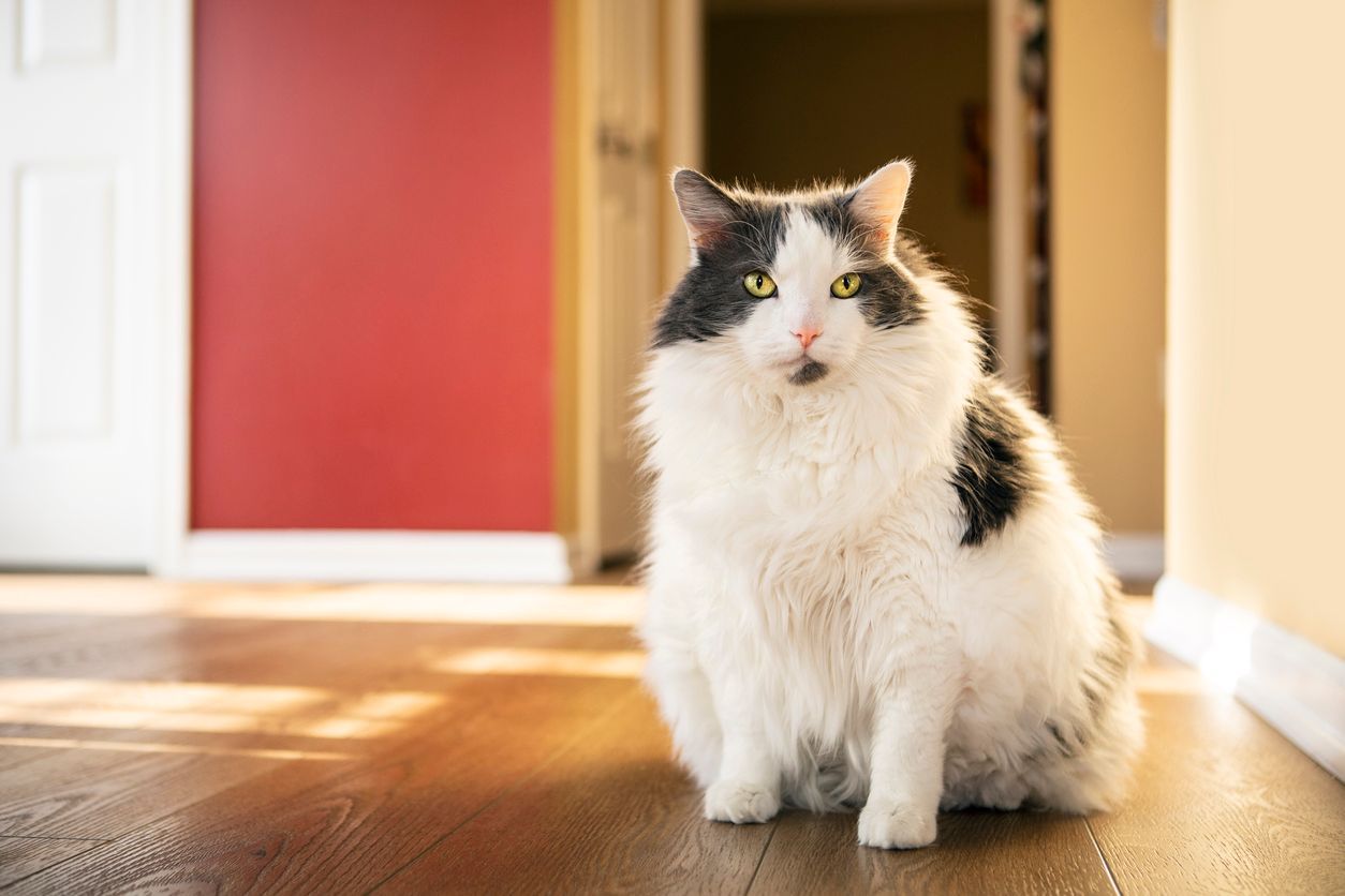 How to prevent and manage obesity in cats - cat sitting in hallway