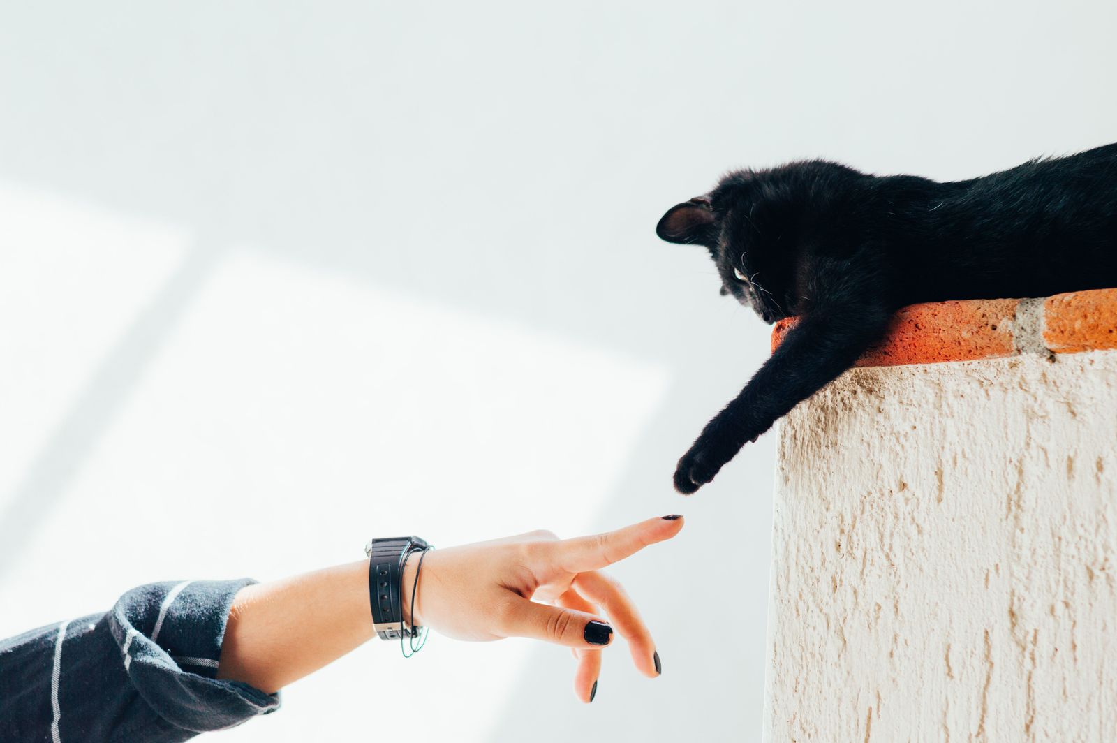 Debunking the myths around black cats and Halloween - Black cat pawing at owner's finger