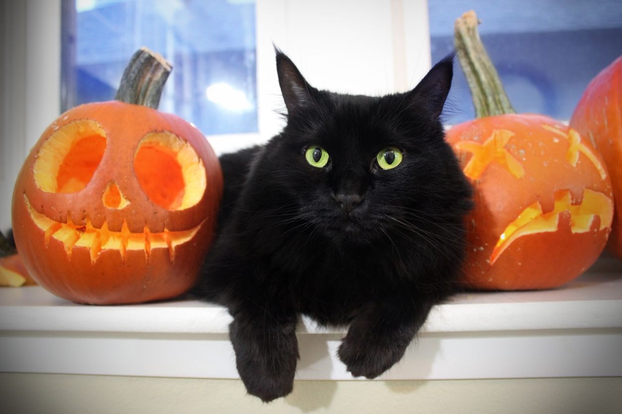 From Cobweb to Casper: 101 best Halloween cat names & their meanings - Black cat with pumpkins