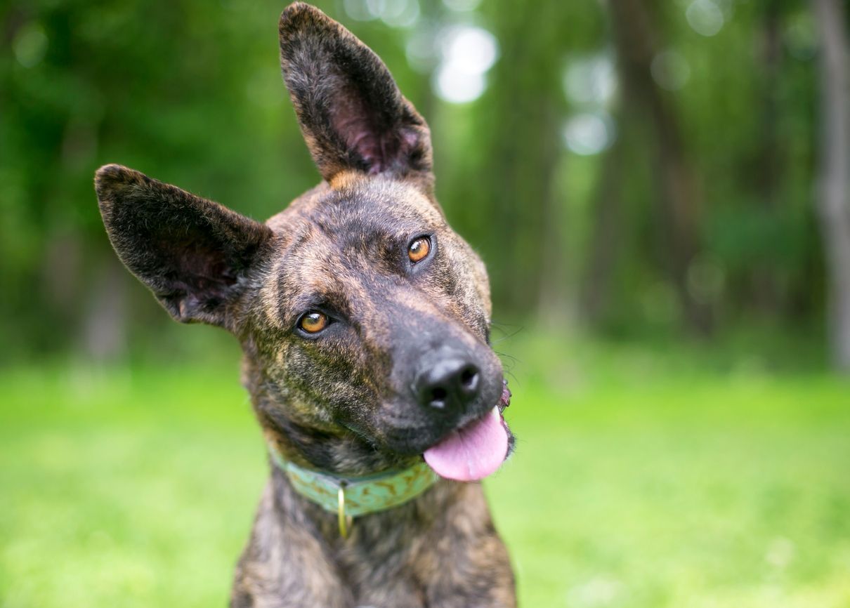 How to treat and prevent yeast ear infections in dogs - A brindle Dutch Shepherd mixed breed dog listening with a head tilt
