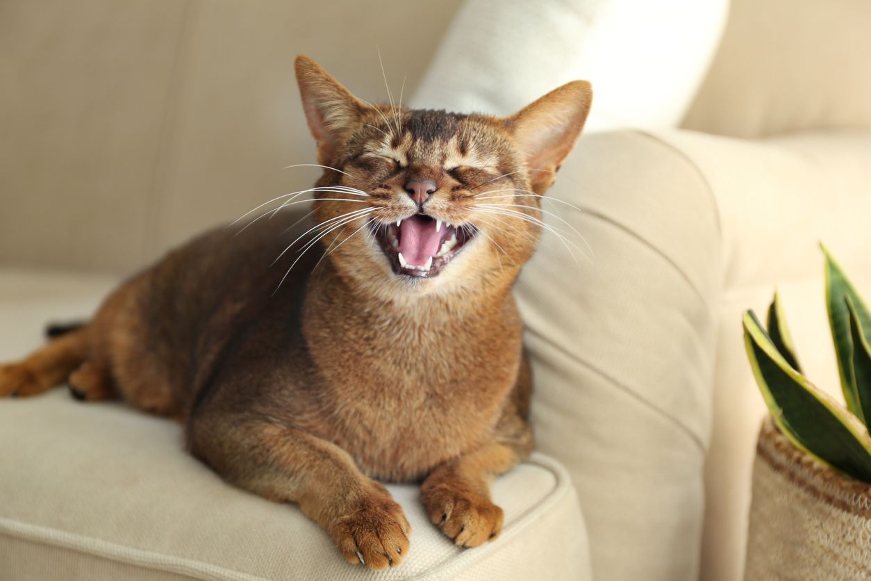 How to prevent and treat dental disease in your cat - cat on couch meowing
