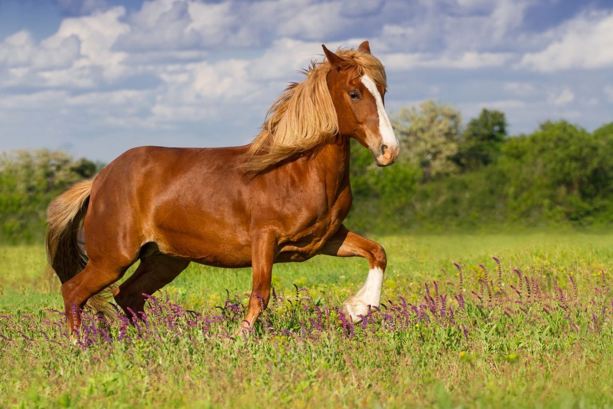 Horse health checklist: What is your horse's normal? - brown horse trotting in field