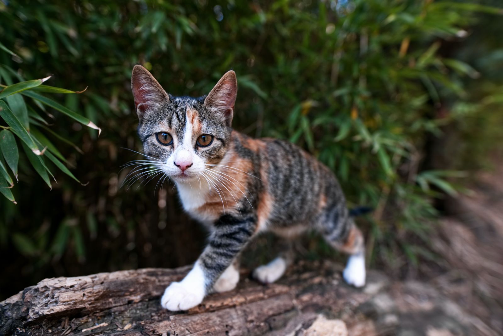 Ticks and your cat - Calico cat outdoors