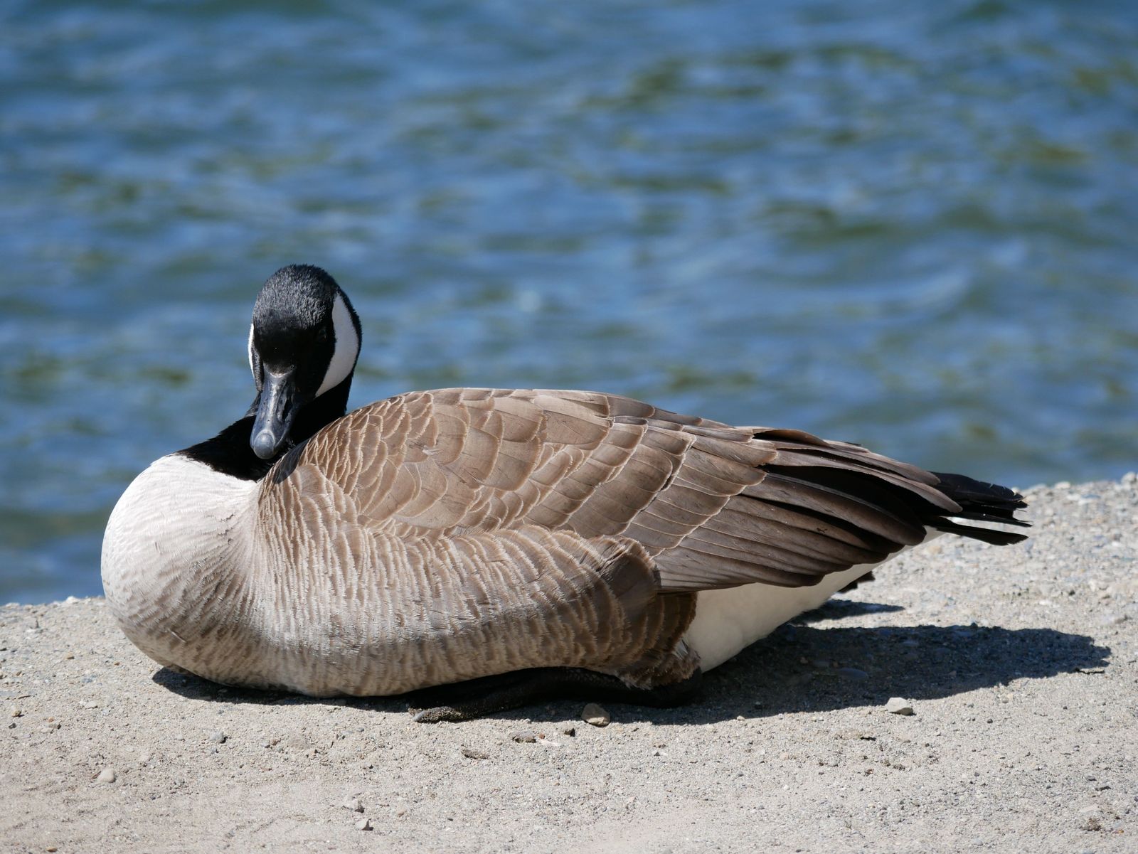 How a gaggle of New York strangers came together to save a struggling Canadian Goose in Central Park - Canada goose resting