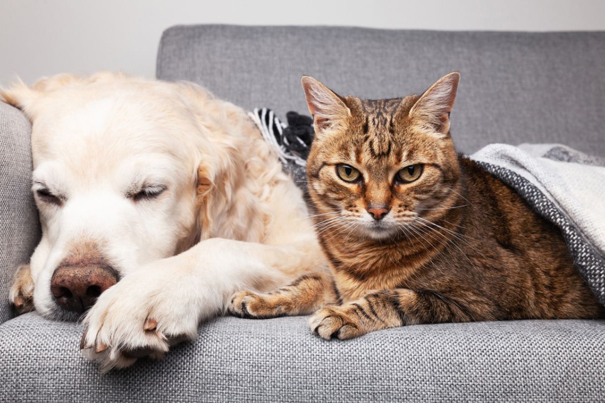 How pet parents can beat the winter blues with their pets - A cat and a dog lying on a couch