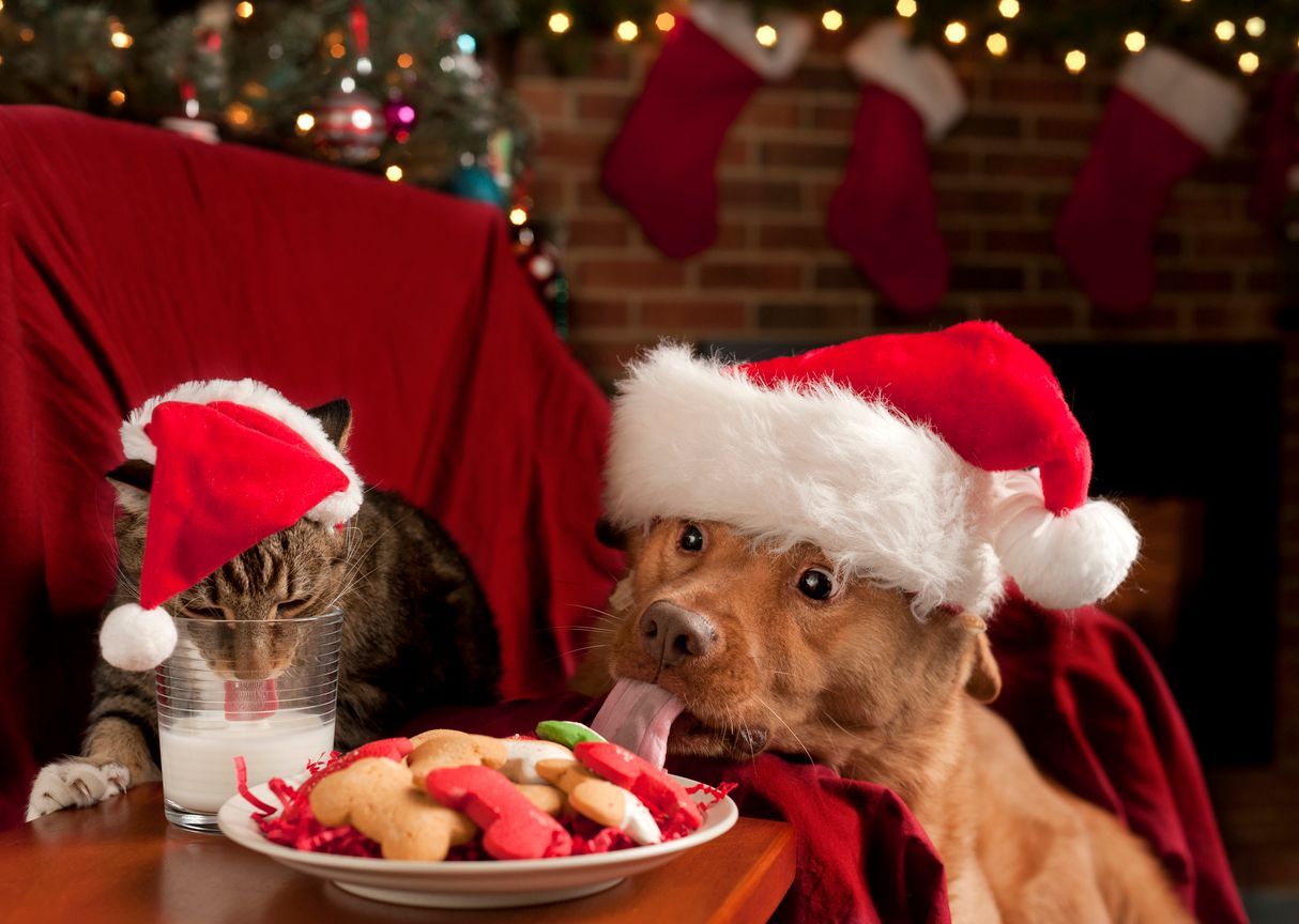 How to Handle Pet Emergencies Around the Holidays - Cat and dog sneaking milk and cookies