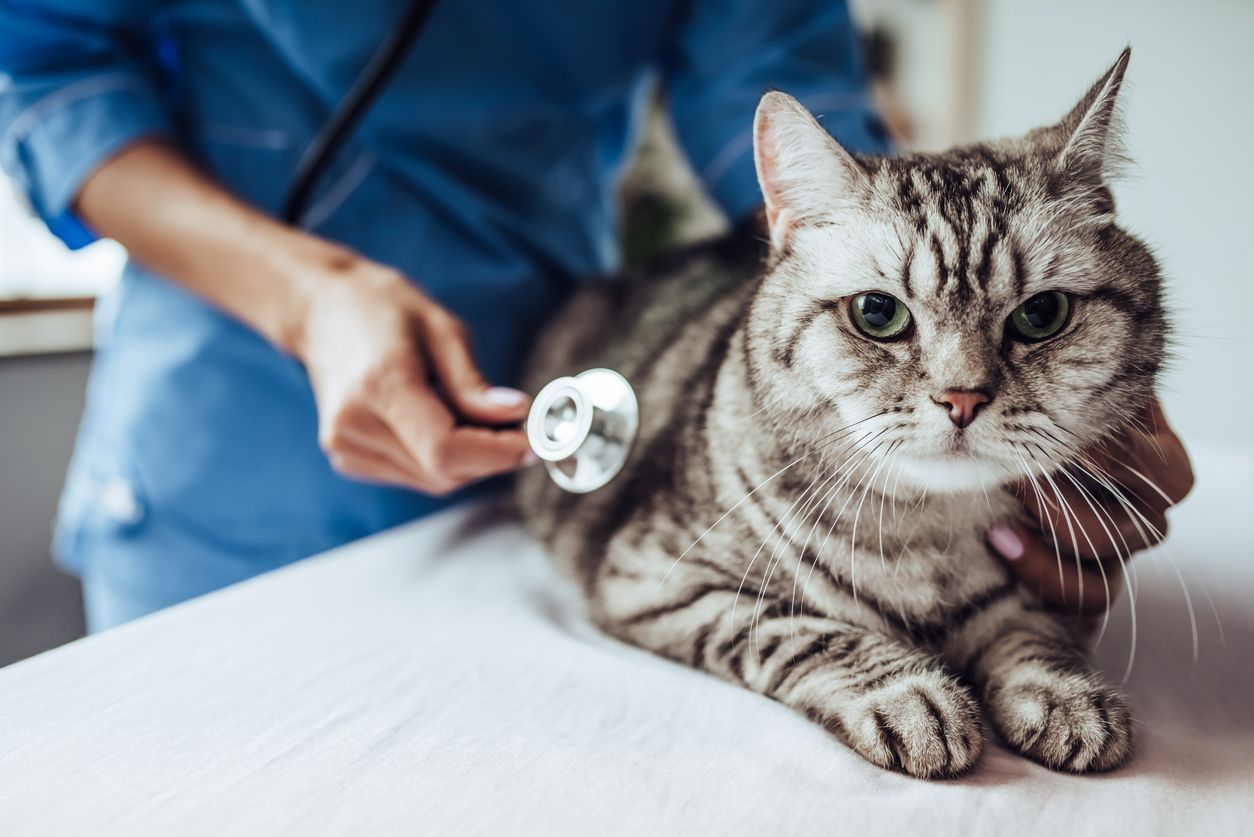 How often should you schedule vet appointments for your cat? - Tabby cat at the vet