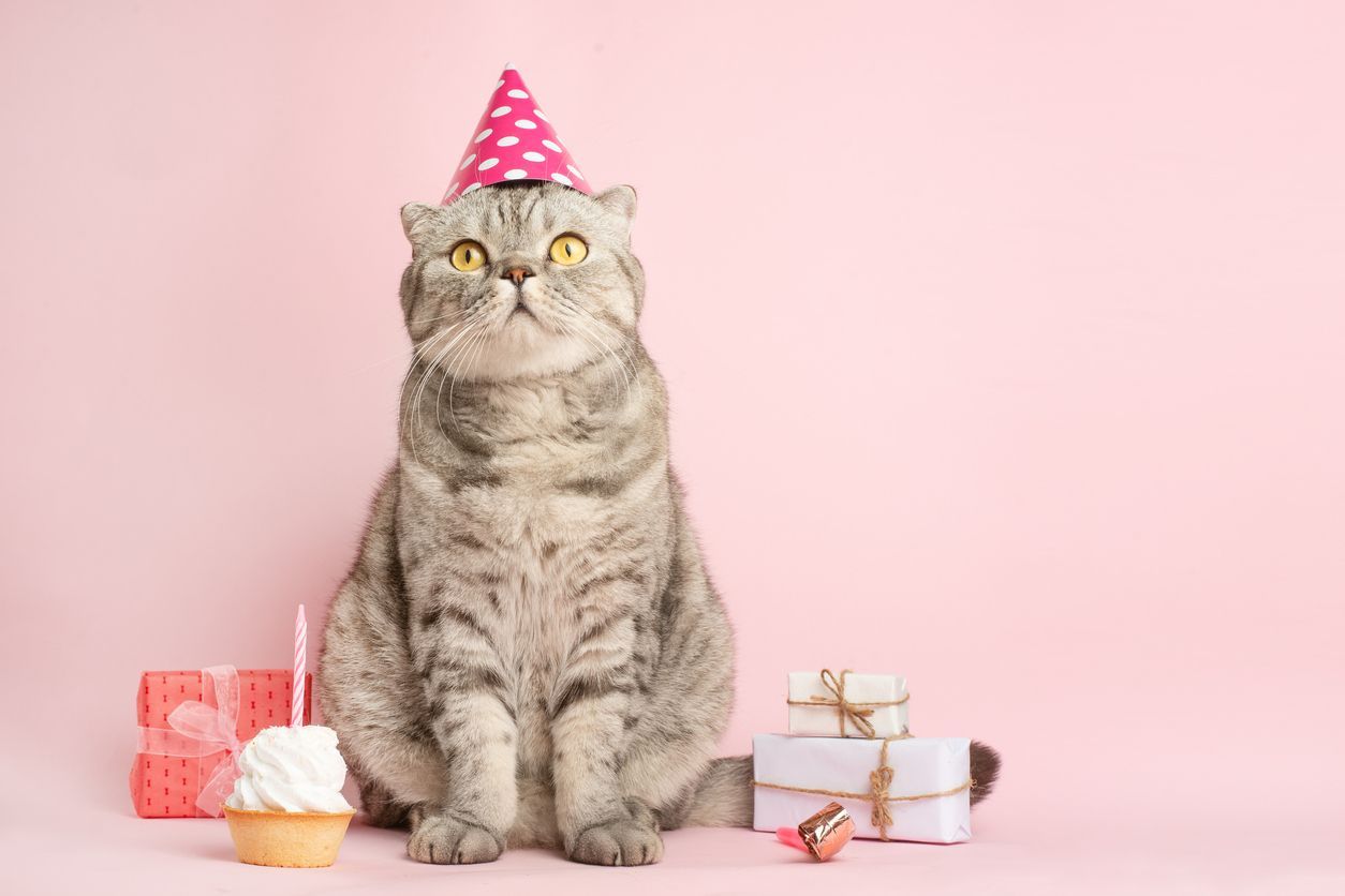 How To Celebrate A Pet’s Birthday - Vetster