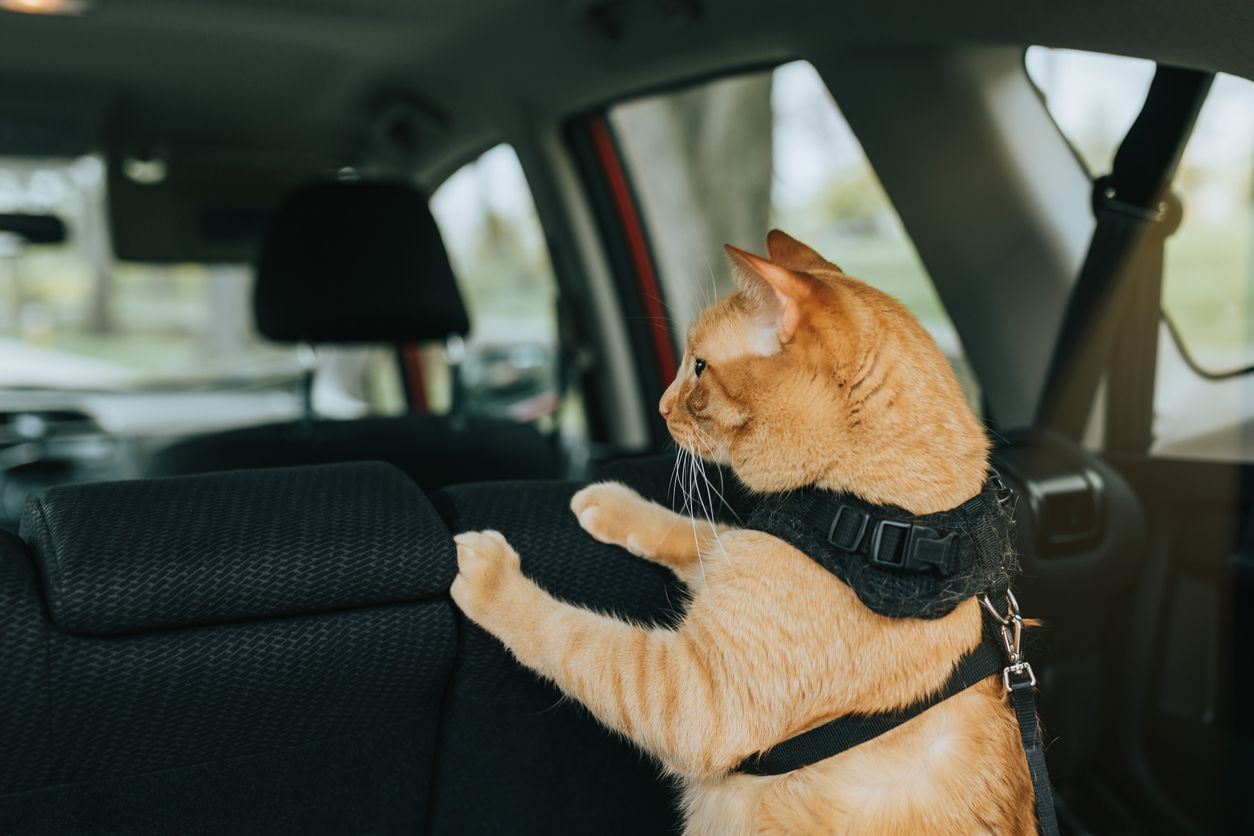 Can cats get carsick? - a cat in a harness perched in the back of a car