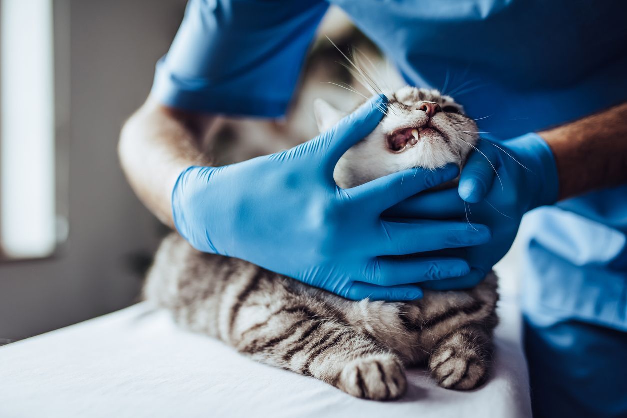 How much does cat dental insurance cost? - A cat in a vet's office, having their teeth inspected by a vet