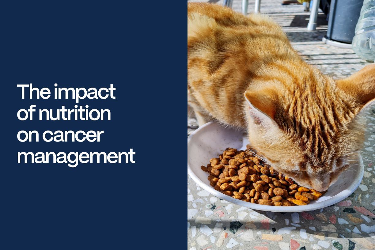 The impact of nutrition on cancer management - An orange cat eating food from a bowl with the title superimposed on the left of the image