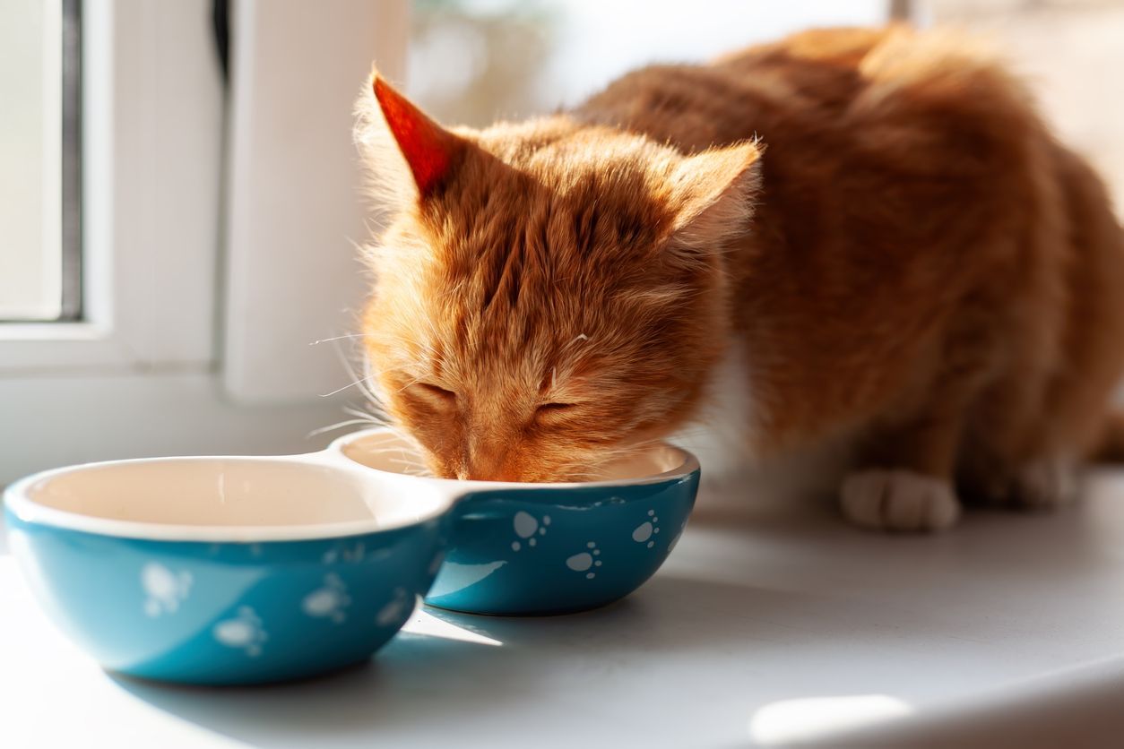 Feline nutrition tips for cat owners - orange cat eating from a bowl