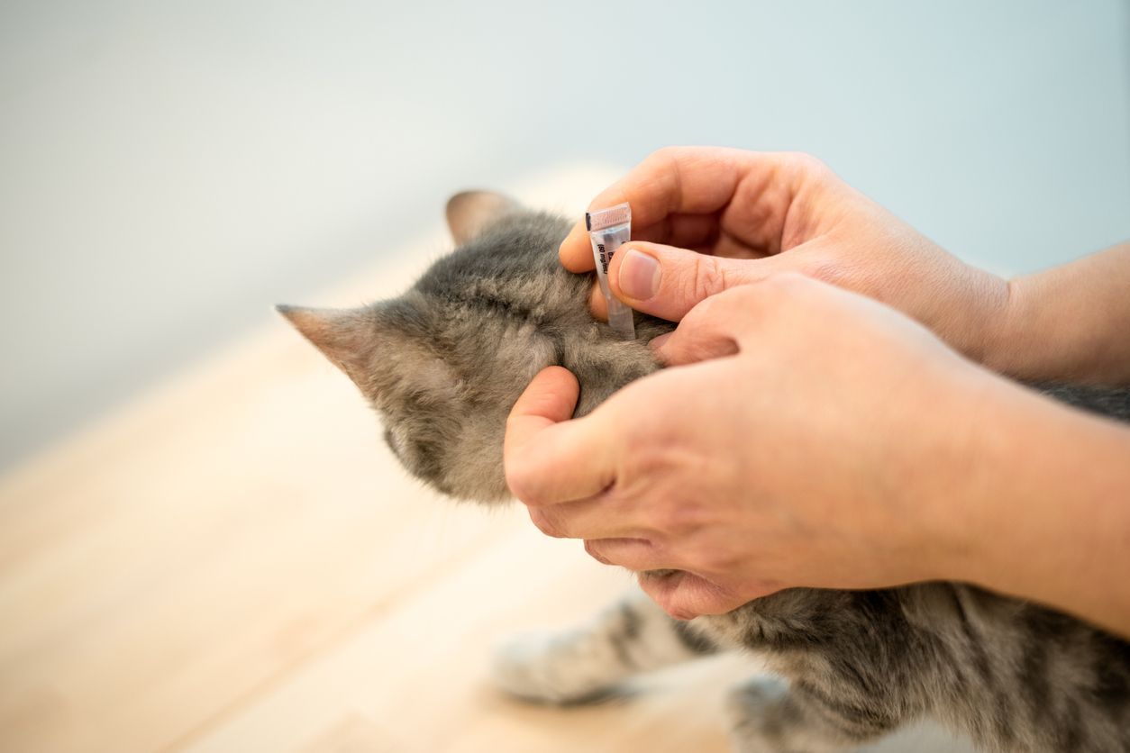 What is the best flea preventative for cats? - a cat receiving a topical flea treatment