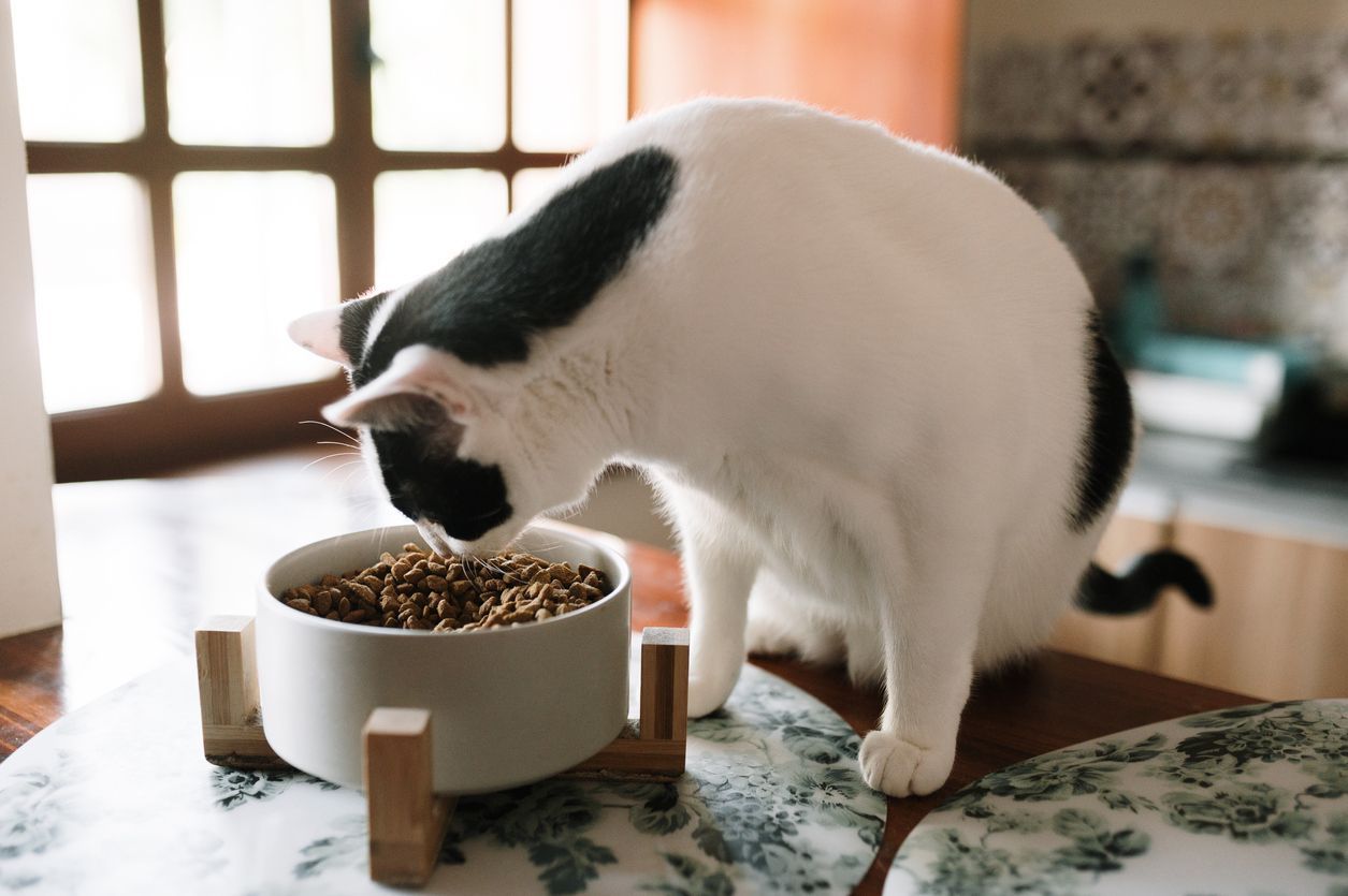 What food or supplements does my senior cat need?  - A cat sitting on a kitchen counter about to eat from their food bowl