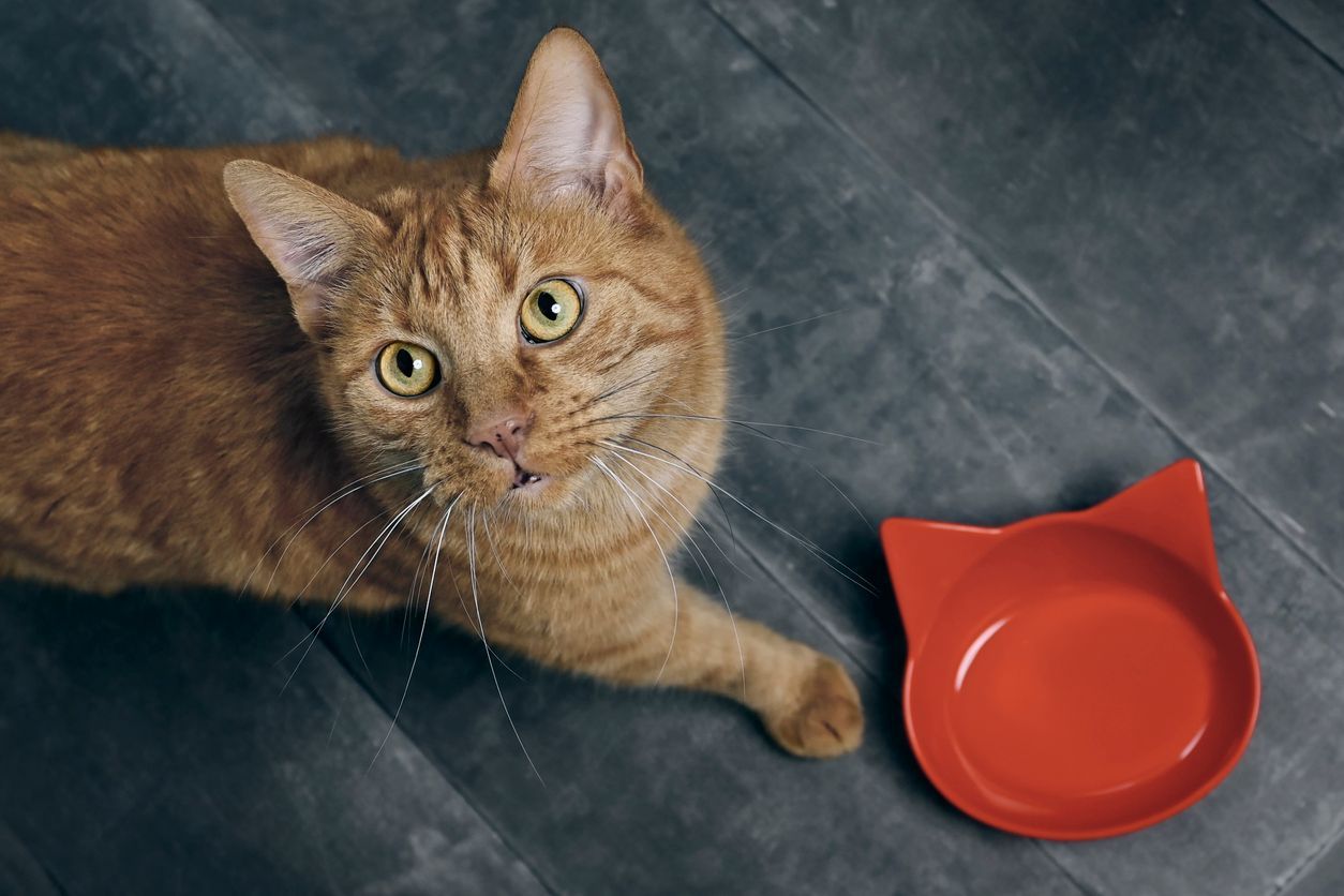 What to feed a cat with diarrhea   - an orange cat standing beside an empty pet food bowl, looking up