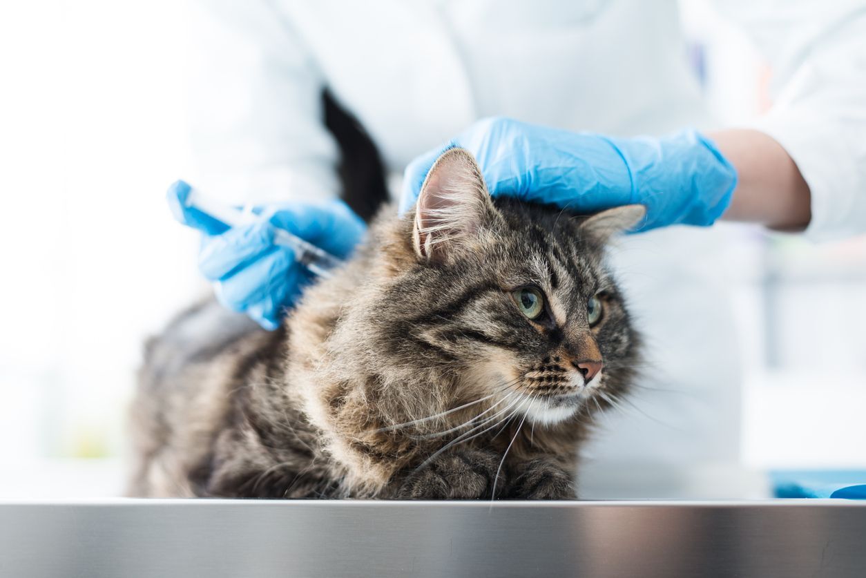 Viruses and vaccines for your cat: A guide for cat owners  - cat receiving a vaccination shot