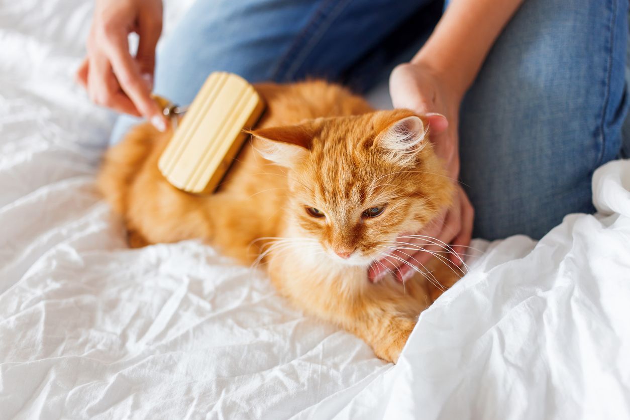 Are my cat's frequent hairballs normal?  - a cat being groomed with a brush by their owner