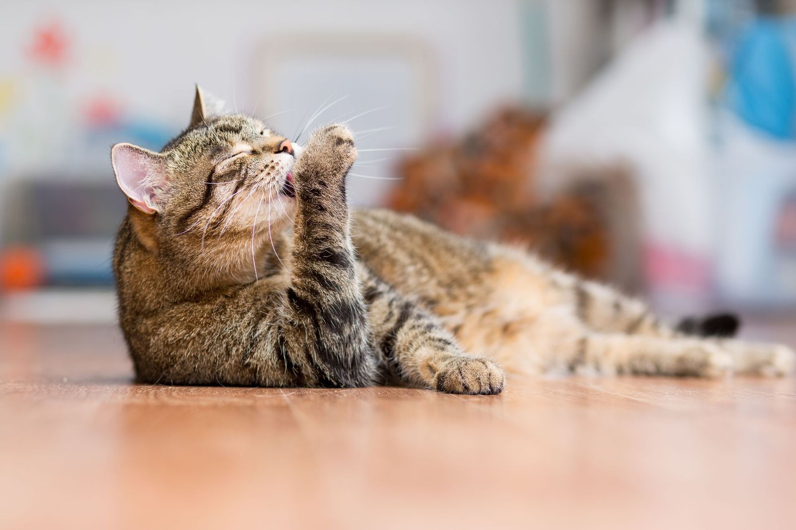 Is human allergy medication ever safe for cats? - Tabby cat grooming its front paw while lying on a wood floor