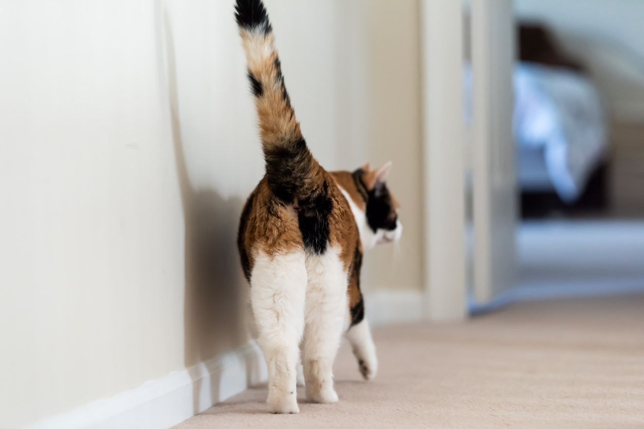 How do I know if my cat has anal gland issues? - A cat walking away down a hall