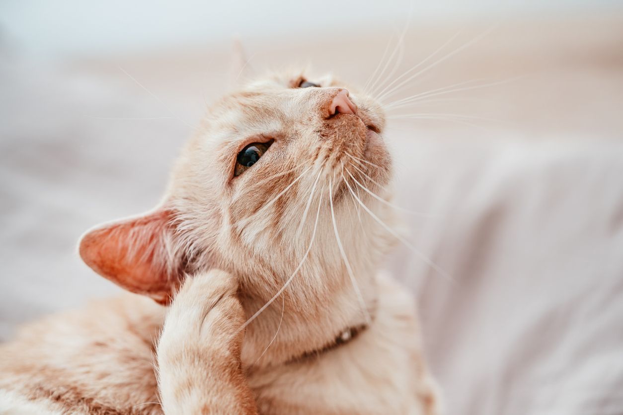 What to know about ear mites in cats - cat itching their ear