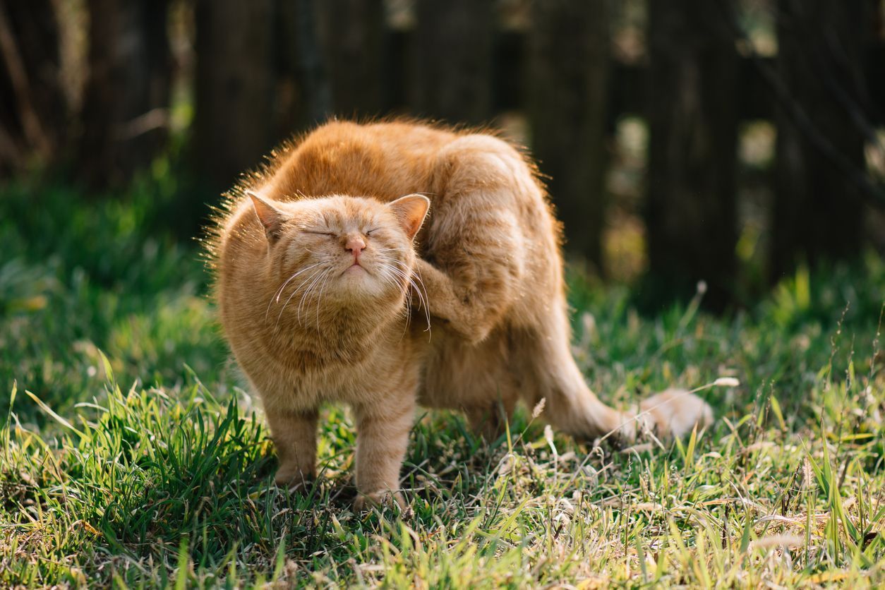How to get rid of fleas on cats and prevent flea bites - a cat outdoors, itching