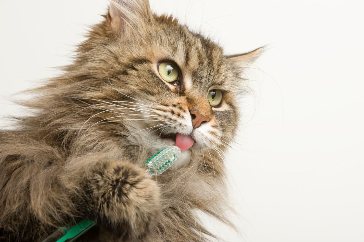 How much do cat oral surgery and tooth extractions cost? - Picture of a cat holding a toothbrush and licking it