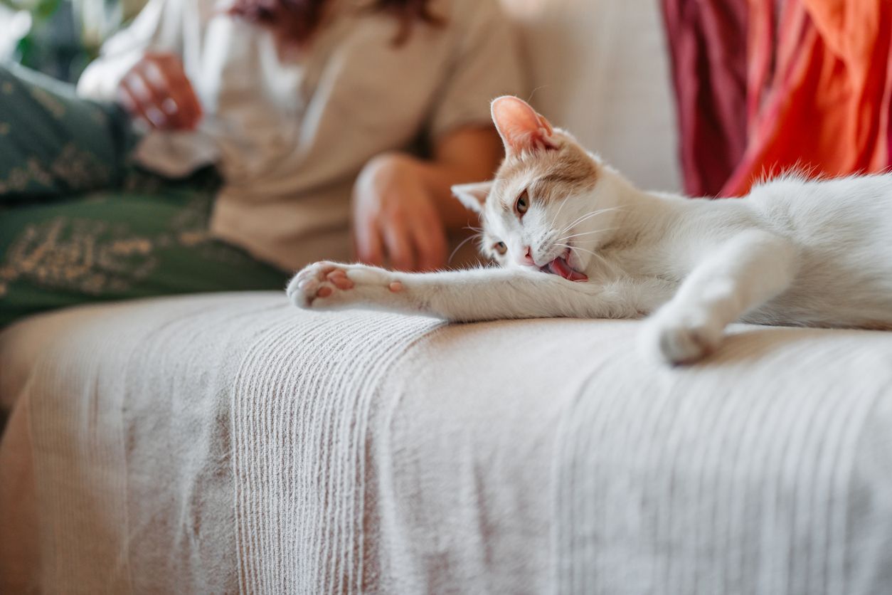 Could my pet be allergic to me? - White and orange cat licking its front leg while lying on a sofa beside a person.
