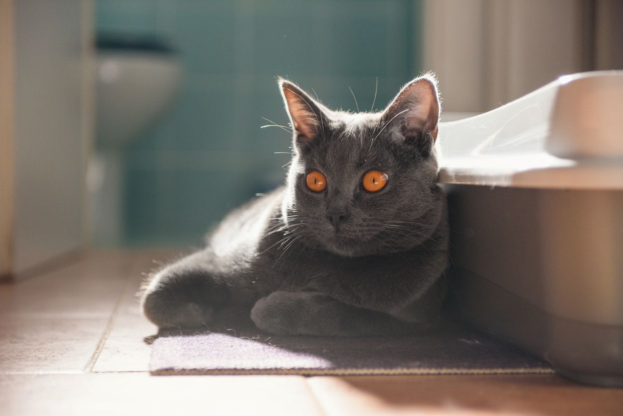 How to prevent constipation in cats - a cat lying next to a litter box