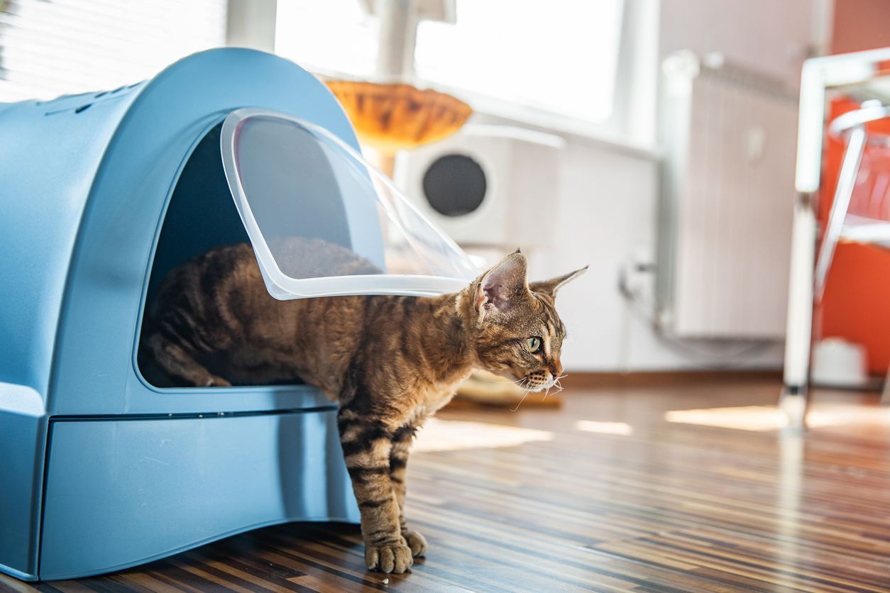 How to prevent diarrhea in cats - a cat stepping out of a litter box