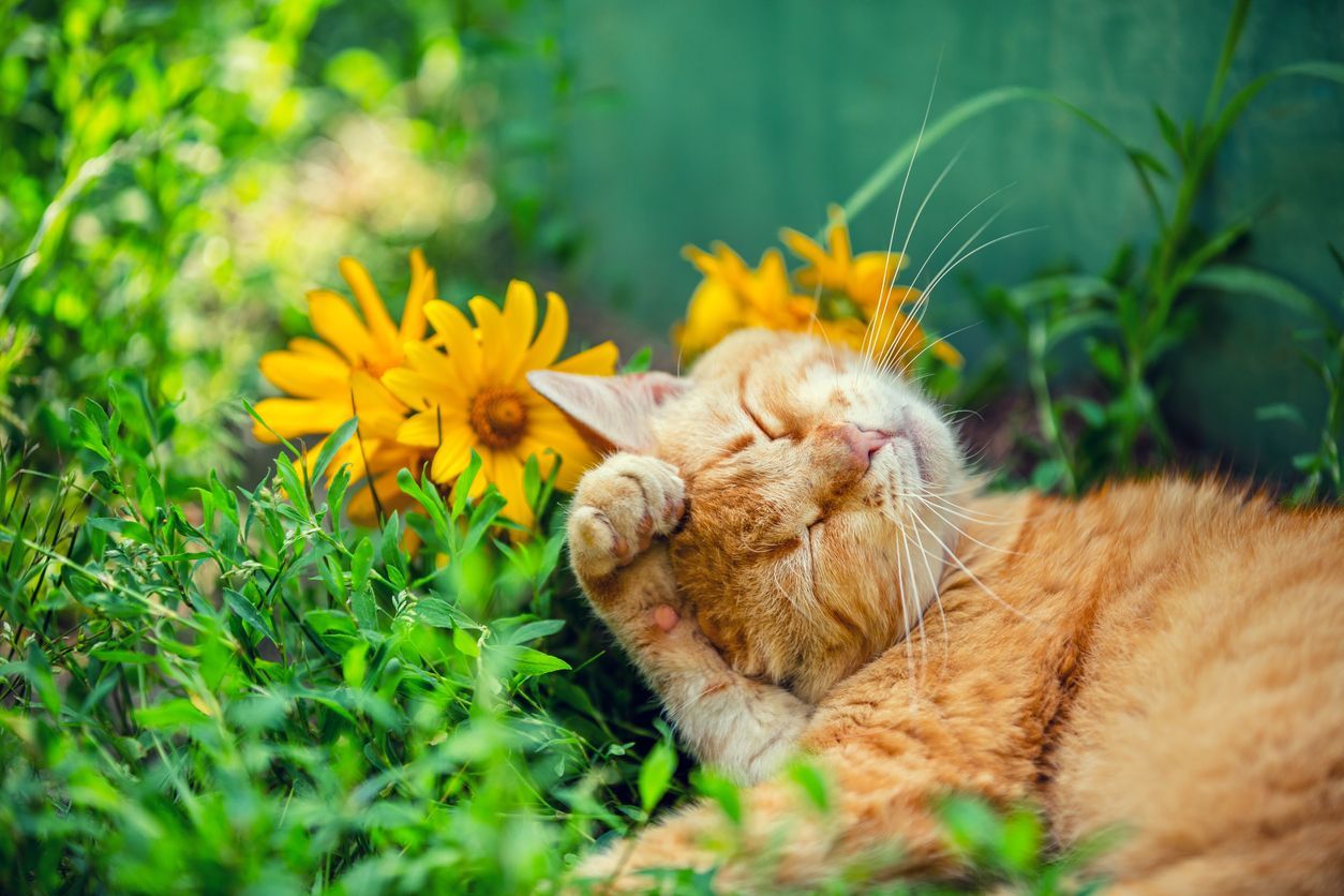 Spring Pollen and Seasonal Allergies in Cats - cat sleeping in a garden