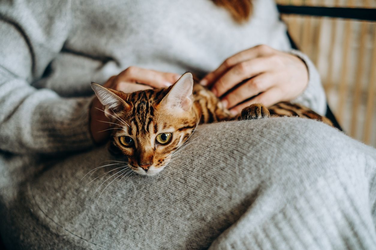 Everything you need to know to handle vomiting in cats - a cat lying in their owner's lap