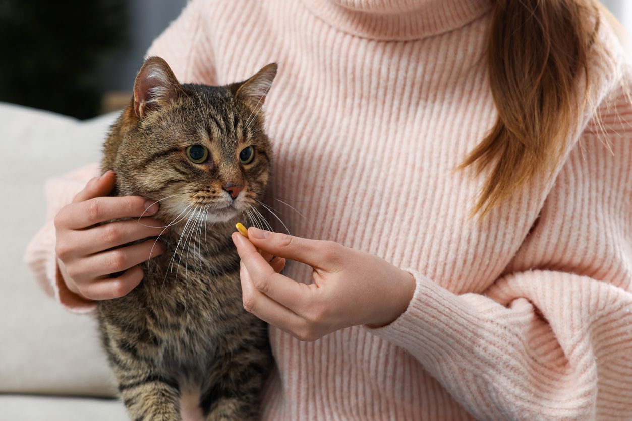 Can my cat’s medication cause an upset stomach?   - A cat sits on a woman's lap as she tries to feed them a pill