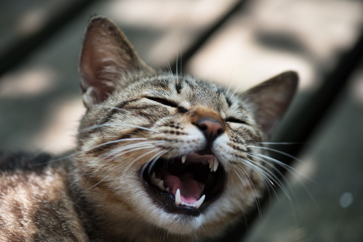 The warning signs of tooth resorption and cavities in cats - A tabby cat meowing with their mouth open wide