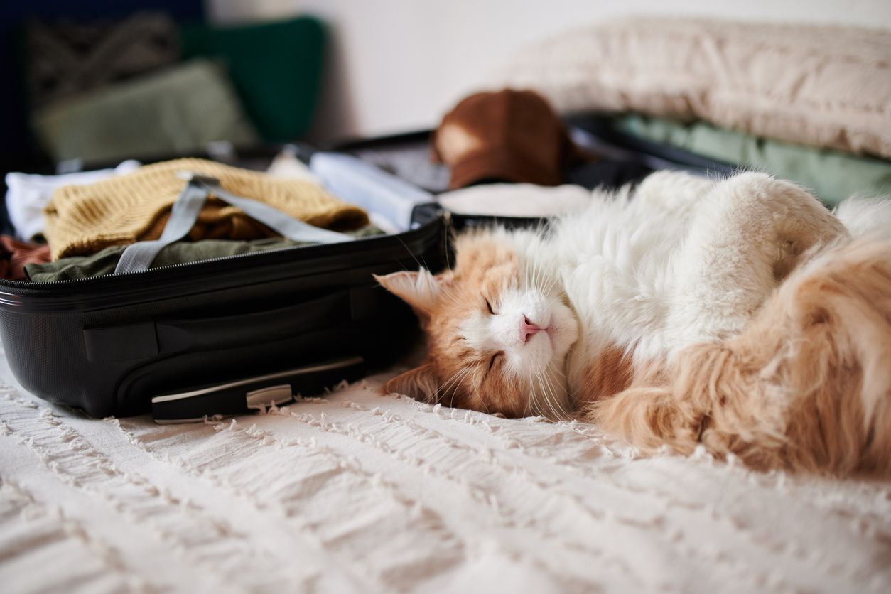 How to safely include your pet in all holiday traditions - Kitty sleeping on bed beside open suitcase