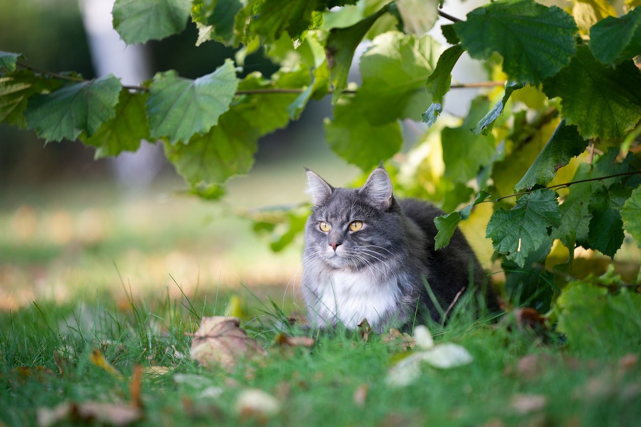 What do I do if my cat has ticks? - a cat lying under a bush