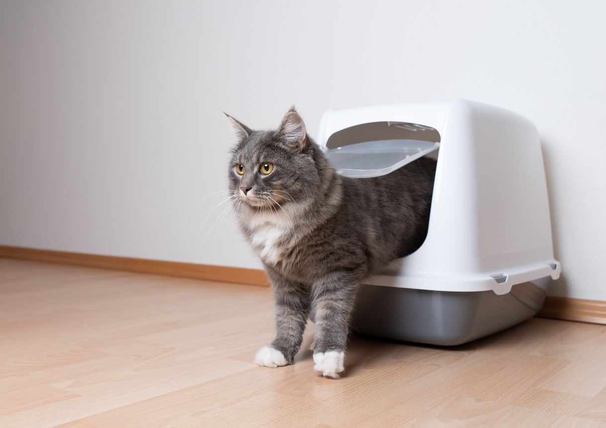Everything you need to know about diarrhea in cats  - A cat stepping out of an enclosed litter box