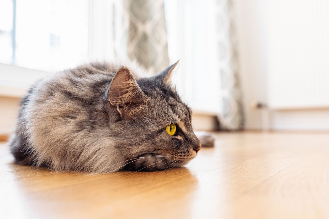 Signs your cat has an upset stomach  - A gray cat lying on the floor by a window