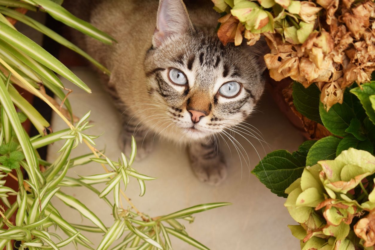 When to see a vet for your cat's diarrhea and vomiting - A cat looking up from where they're hiding between a collection of potted plants